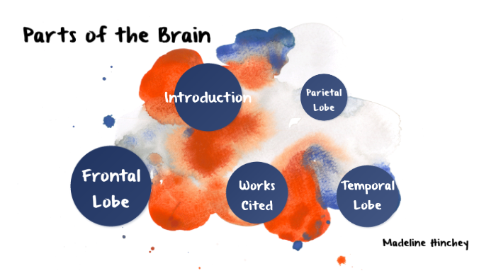 The Brain and Learning by Maddi Hinchey on Prezi