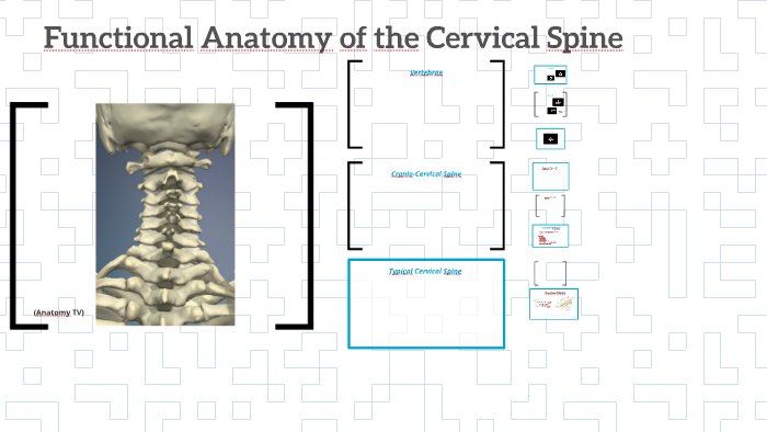 CERVICAL SPINE FUNCTIONAL ANATOMY visual data 7