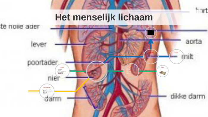 Het menselijk lichaam by Renske van der Veen on Prezi