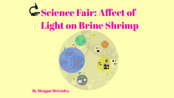 Science Fair Affect Of Light On Brine Shrimp By Meagan Mcginley