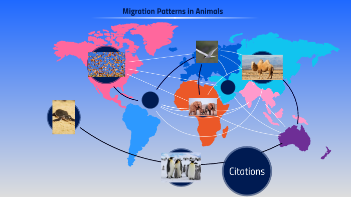 Migration Science Migration Patterns of Animals by Abigail Dempsey on Prezi