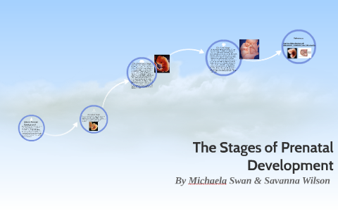 The Stages of Prenatal Development by Michaela Swan on Prezi
