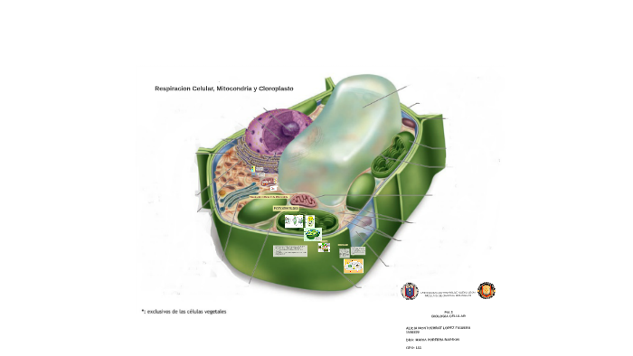 Respiracion Celular en la Mitocondria by Alicia Lopez