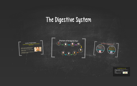 The Digestive System by Lily Zhu on Prezi