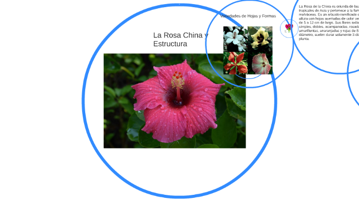 La Rosa China y su Estructura by Cecilia Insaurralde