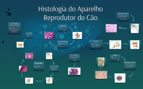 Histologia do Aparelho Reprodutor do Cão by Helena Guimarães on Prezi