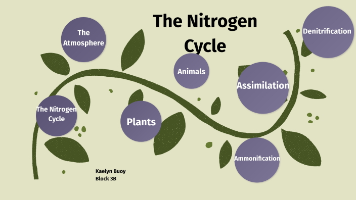 The Nitrogen Cycle by Kaelyn Buoy on Prezi
