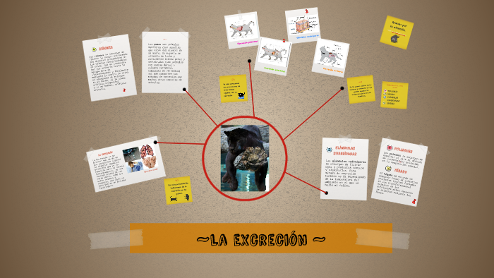 Excresión en pumas by Juanita Sanchez Zarate on Prezi