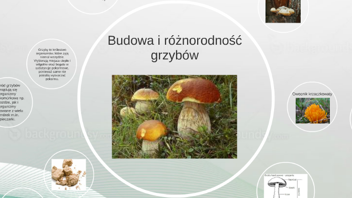 Budowa i różnorodność grzybów by Karolina Krajnik on Prezi