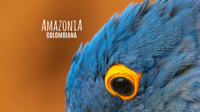 Amazonia Colombiana by on Prezi