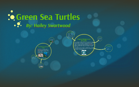 Green Sea Turtles by Hailey Swartwood on Prezi