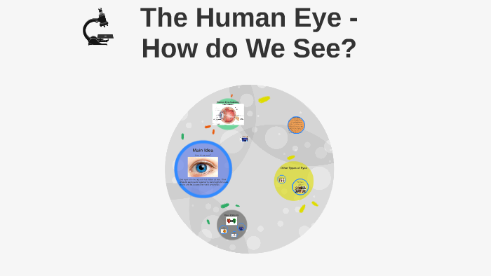 The Human Eye by Angela Calderon on Prezi