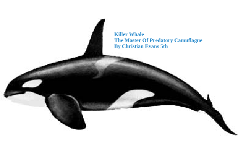 Killer Whale The Master of Predatory Camouflage by Christian Evans on Prezi