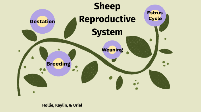 Sheep Reproductive System By Hollie Ziegler On Prezi