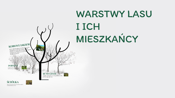 Warstwy Lasu I Ich Mieszkancy Sprawdzian Klasa 3 WARSTWY LASU I ICH MIESZKAŃCY by Emilia Tkaczyk on Prezi