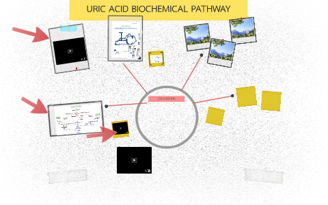 URIC ACID BIOCHEMICAL PATHWAY by nimit pisut on Prezi