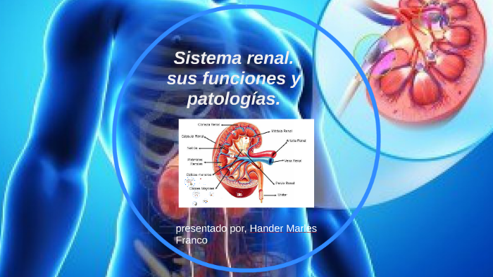 sistema renal. by hander marles franco on Prezi