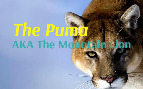 PUMA by Goran Golemba PUMA by Goran Golemba