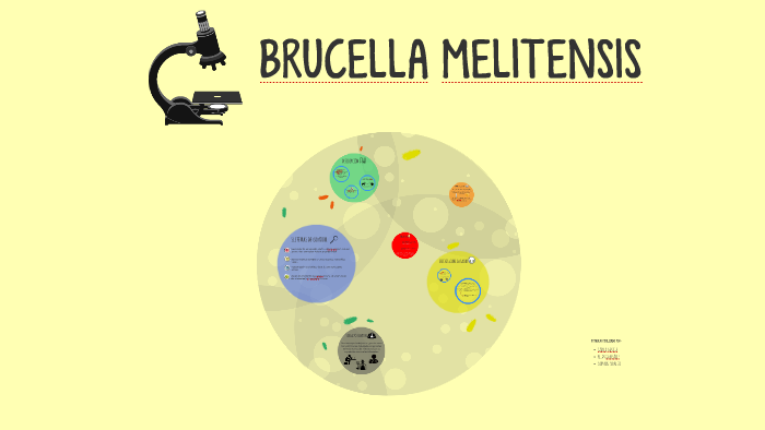 BRUCELLA MELITENSIS By Carmen Pedrera On Prezi