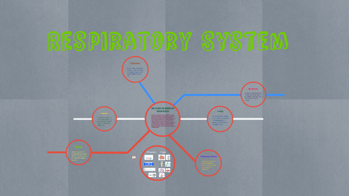 Respiratory System by Luke V on Prezi
