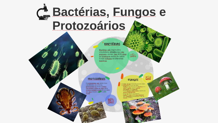 Bactérias Fungos E Protozoarios By Wendy Schulze On Prezi