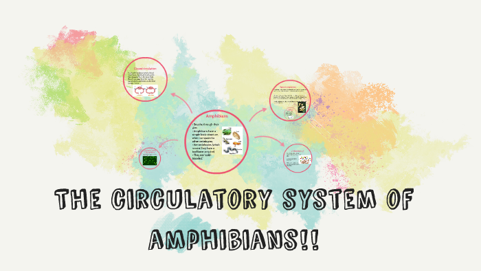 The circulatory system of amphibians!! by Claudia Alvarez on Prezi