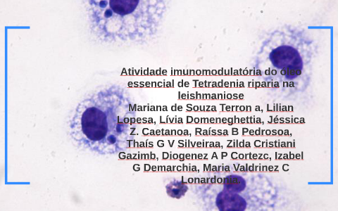 Atividade Imunomodulatória Do óleo Essencial De Tetradenia R By Mariana 