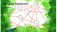 Daintree Rainforest by Rebecca Mills