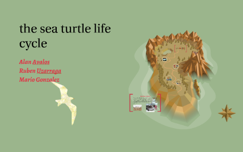the sea turtle life cycle by Mario Gonzalez on Prezi