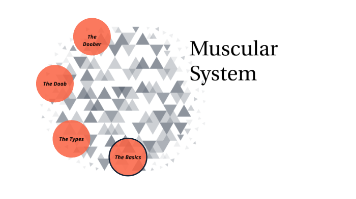 Muscular system by Nathan Romo on Prezi