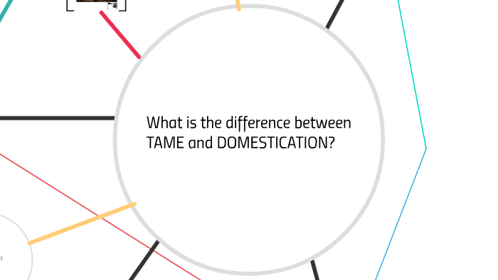 Taming Definition Domestication Vs Tame: Meaning And Differences – RDCRVB