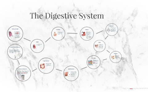 The Digestive System by kyle p on Prezi