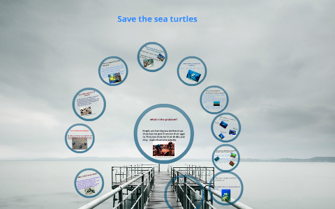 save the sea turtles by crissia calderon on Prezi