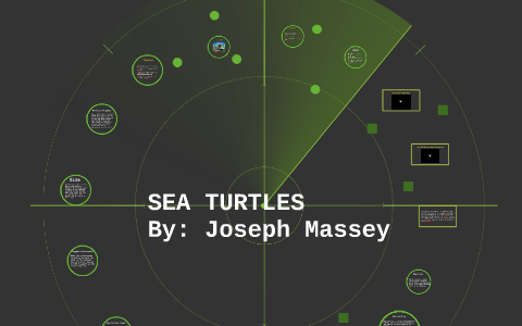 SEA TURTLES by Joseph Massey on Prezi