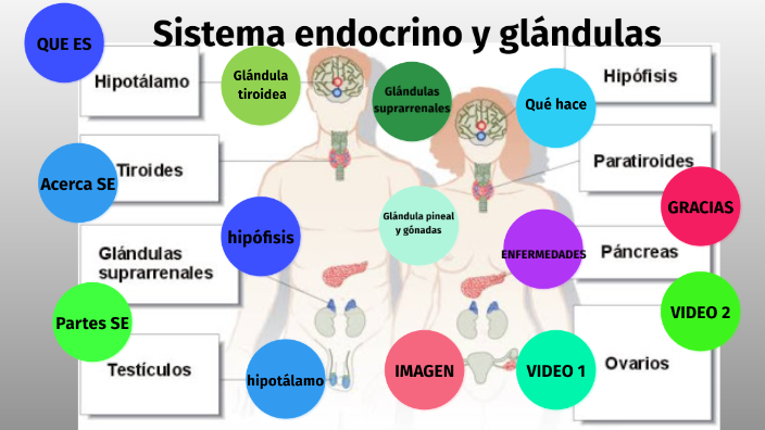 Sistema endocrino y glándulas by Tatiana Cortes Méndez on Prezi