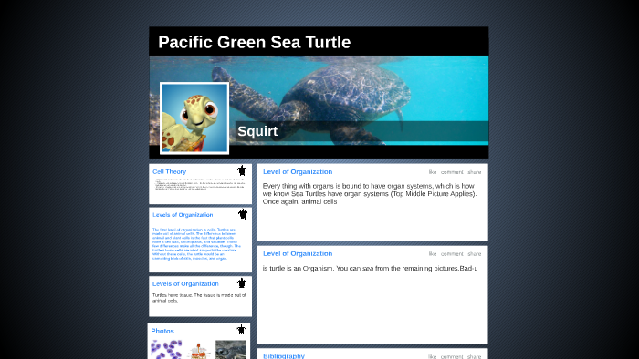 The Pacific Green Sea Turtle by Helen Williams on Prezi