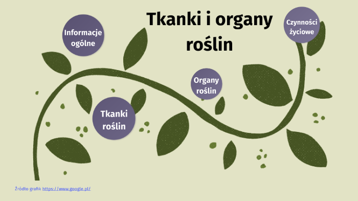 Tkanki I Organy Roslinne Test Klasa 5 - Tkanki i organy roślin by Małgorzata Czaplicka on Prezi