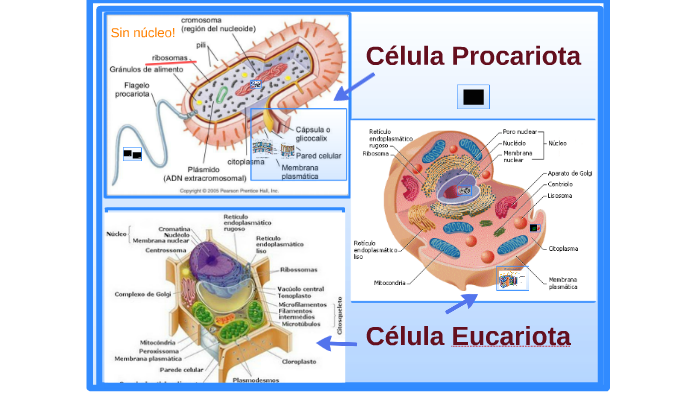 Célula Procariota y eucariota by Irene Tarrasó on Prezi