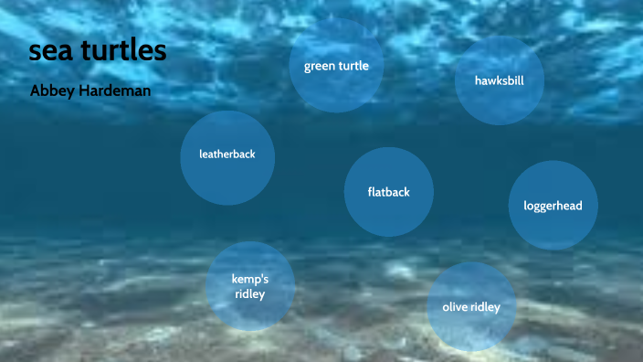 SEA TURTLES by Abbey Hardeman on Prezi