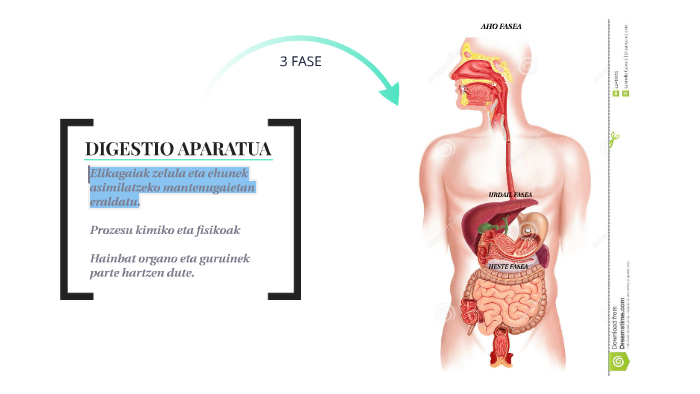 Digestio Aparatua By Rikar Meabe