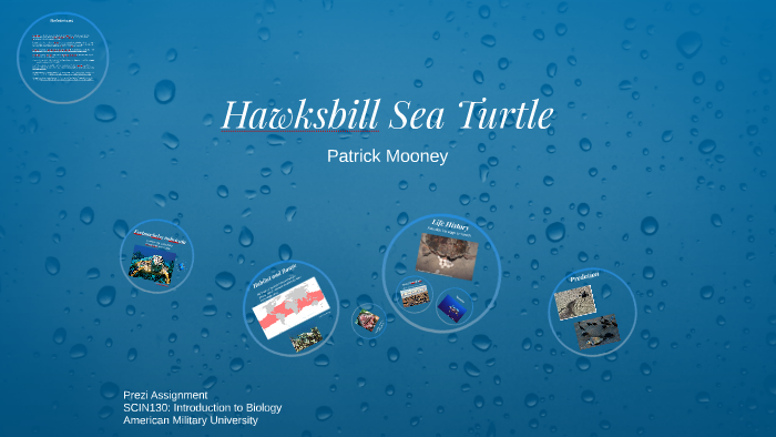 Hawksbill Sea Turtle by Patrick Mooney on Prezi