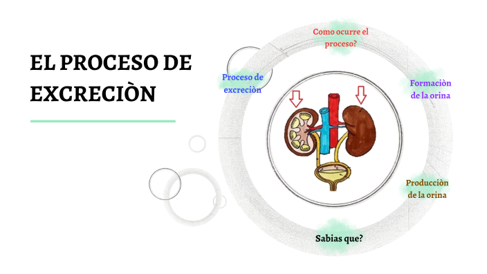 proceso de orinar