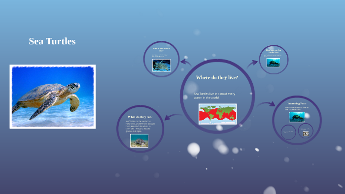 Sea Turtle by Emily W. on Prezi