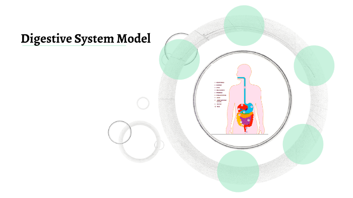 digestive system by on Prezi