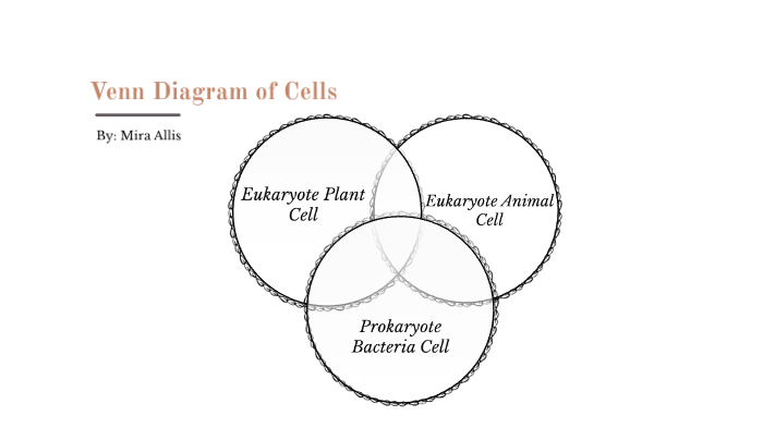 animal vs plant vs prokaryote by mira allis on prezi next bacteria plant and animal cell venn diagram
