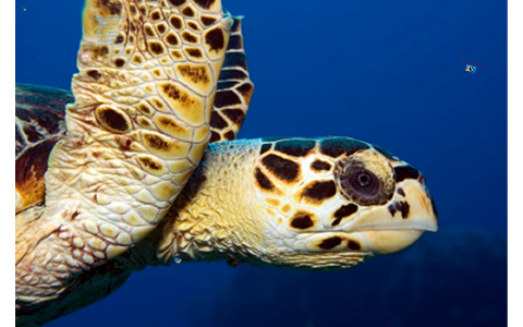 Atlantic Hawksbill Sea Turtle by Courtney Preston on Prezi