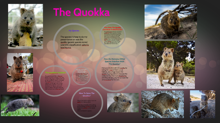 Quokka Habitat