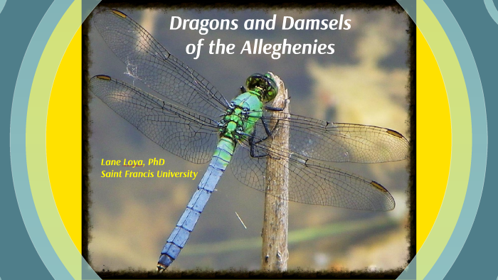Dragonfly Presentation by Lane Loya