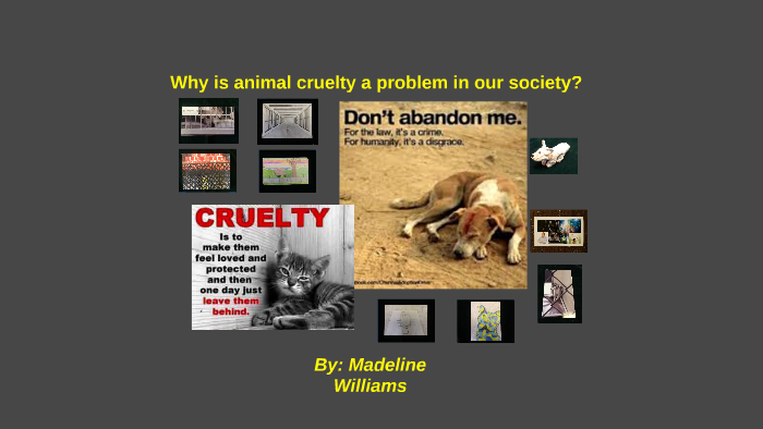 Is Animal Cruelty A Social Issue