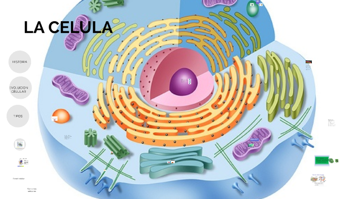 La celula by NORA ACOSTA GAUTO on Prezi